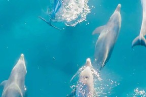 开云体育下载-冲浪大师赛,岭东海豚队与江畔铁骑队强势横扫,VAR改判成焦点!战术板得到兑现的简单介绍